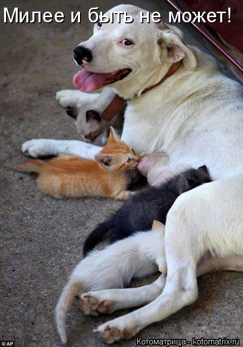Милее и быть не может!... Котоматрица: Милее и быть не может!