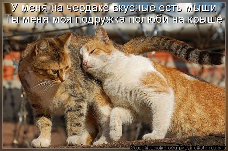 У меня на чердаке вкусные есть мыши Ты меня моя подружка полюби на крыше... Котоматрица: У меня на чердаке вкусные есть мыши Ты меня моя подружка полюби на крыше