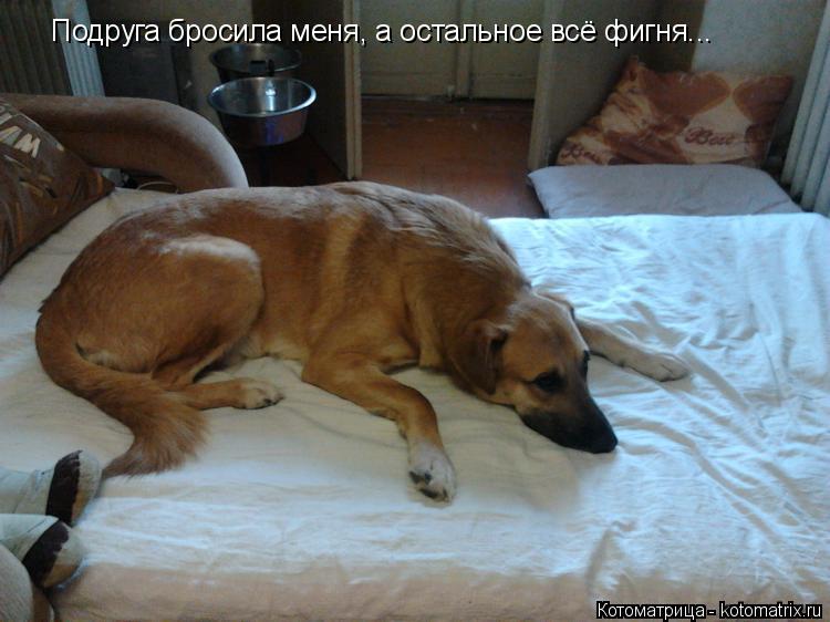 Подруга бросила меня, а остальное всё фигня...... Котоматрица: Подруга бросила меня, а остальное всё фигня...