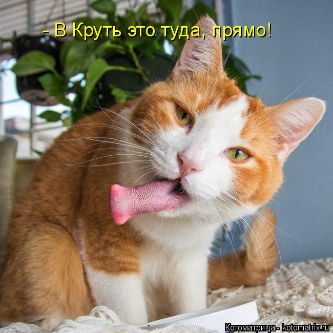 - В Круть это туда, прямо!... Котоматрица: - В Круть это туда, прямо!