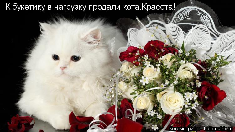 К букетику в нагрузку продали кота.Красота!... Котоматрица: К букетику в нагрузку продали кота.Красота!