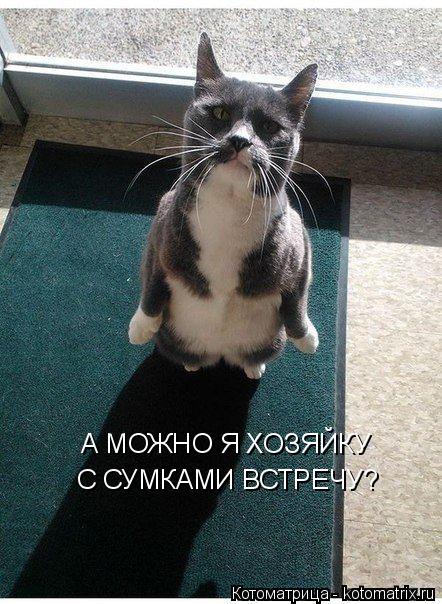 А МОЖНО Я ХОЗЯЙКУ С СУМКАМИ ВСТРЕЧУ?... Котоматрица: А МОЖНО Я ХОЗЯЙКУ С СУМКАМИ ВСТРЕЧУ?