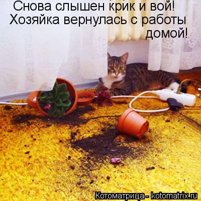Снова слышен крик и вой! Хозяйка вернулась с работы домой! Хозяйка вернулась с работы домой!... Котоматрица: Снова слышен крик и вой! Хозяйка вернулась с работы домой! Хозяйка вернулась с работы домой!