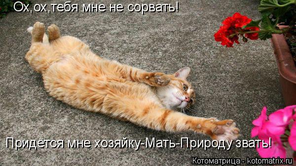 Ох,ох,тебя мне не сорвать! Придётся мне хозяйку-Мать-Природу звать!... Котоматрица: Ох,ох,тебя мне не сорвать! Придётся мне хозяйку-Мать-Природу звать!