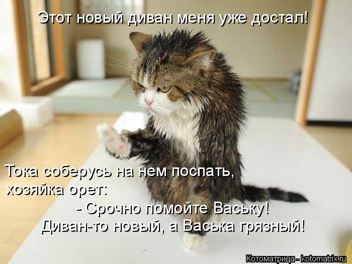 Этот новый диван меня уже достал! Тока соберусь на нем поспать, хозяйка орет: - Срочно помойте Васьк... Котоматрица: Этот новый диван меня уже достал! Тока соберусь на нем поспать, хозяйка орет: - Срочно помойте Ваську! Диван-то новый, а Васька грязный!