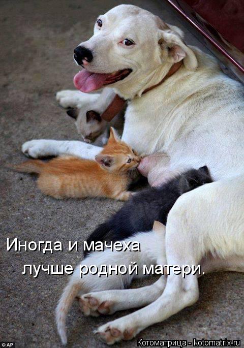 Иногда и мачеха лучше родной матери.... Котоматрица: Иногда и мачеха лучше родной матери.