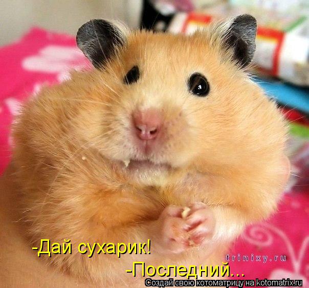 -Дай сухарик! -Последний...... Котоматрица: -Дай сухарик! -Последний...