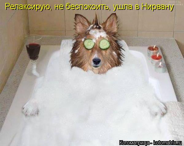 Релаксирую, не беспокоить, ушла в Нирвану... Котоматрица: Релаксирую, не беспокоить, ушла в Нирвану