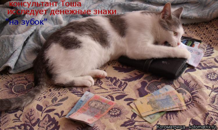 "на зубок" консультант Тоша исследует денежные знаки... Котоматрица: "на зубок" консультант Тоша исследует денежные знаки