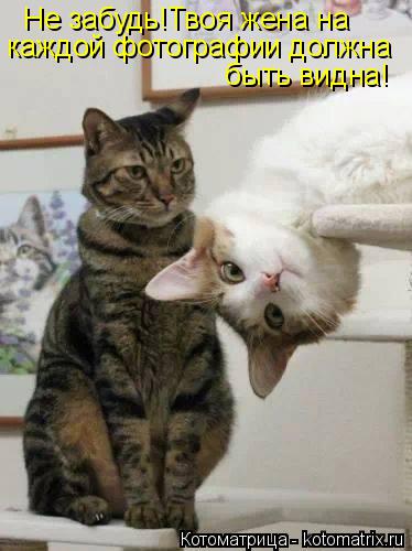 Не забудь!Твоя жена на каждой фотографии должна быть видна!... Котоматрица: Не забудь!Твоя жена на каждой фотографии должна быть видна!