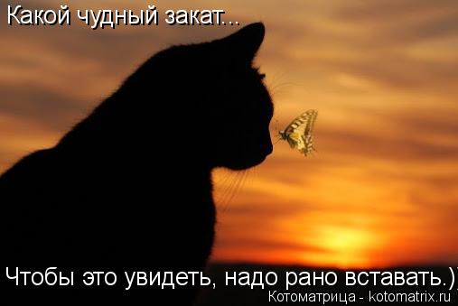 Какой чудный закат... Чтобы это увидеть, надо рано вставать.)))... Котоматрица: Какой чудный закат... Чтобы это увидеть, надо рано вставать.)))