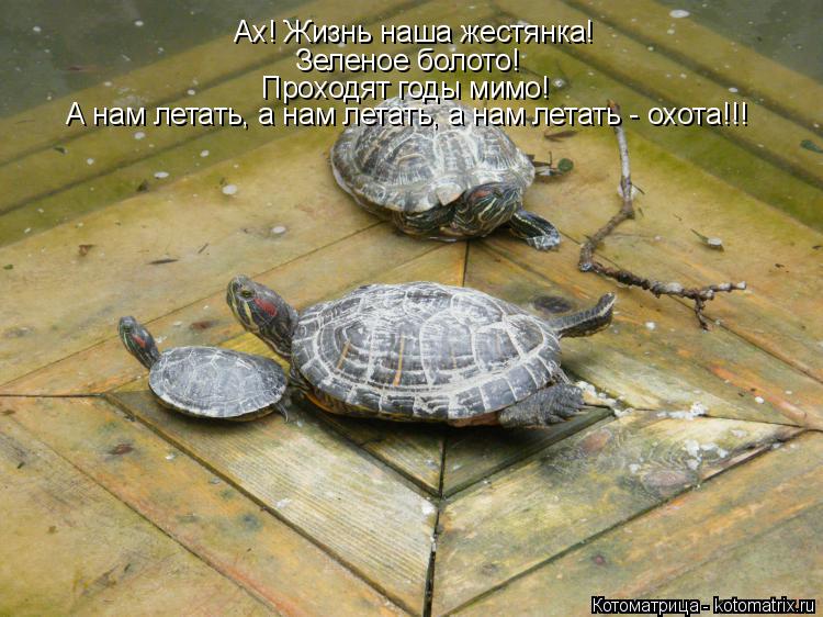 Ах! Жизнь наша жестянка! Зеленое болото! Проходят годы мимо! А нам летать, а нам летать, а нам летать... Котоматрица: Ах! Жизнь наша жестянка! Зеленое болото! Проходят годы мимо! А нам летать, а нам летать, а нам летать - охота!!!