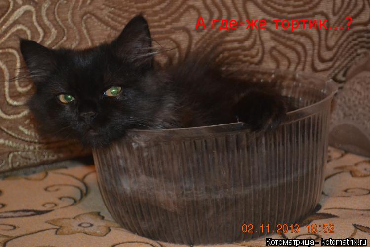 А где-же тортик...?... Котоматрица: А где-же тортик...?