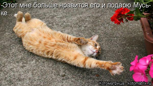 -Этот мне больше нравится,его и подарю Мусь- ке...... Котоматрица: -Этот мне больше нравится,его и подарю Мусь- ке...