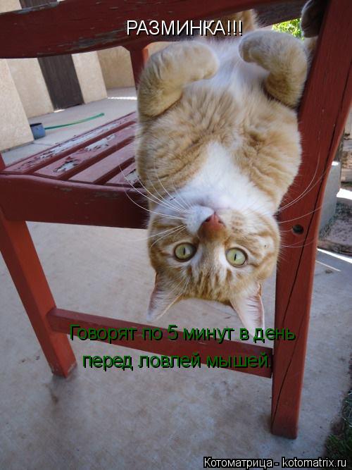 РАЗМИНКА!!! Говорят по 5 минут в день перед ловлей мышей.... Котоматрица: РАЗМИНКА!!! Говорят по 5 минут в день перед ловлей мышей.