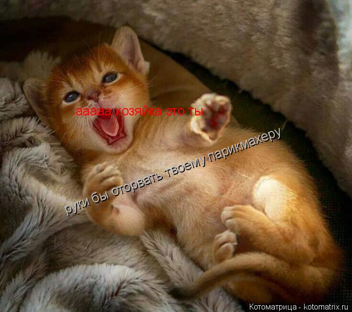 ааааа хозяйка это ты руки бы оторвать твоему парикмахеру... Котоматрица: ааааа хозяйка это ты руки бы оторвать твоему парикмахеру