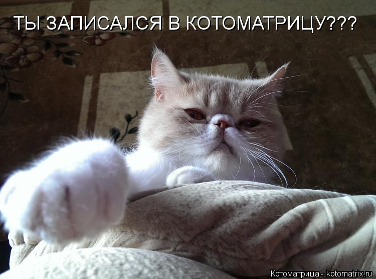 ТЫ ЗАПИСАЛСЯ В КОТОМАТРИЦУ???... Котоматрица: ТЫ ЗАПИСАЛСЯ В КОТОМАТРИЦУ???