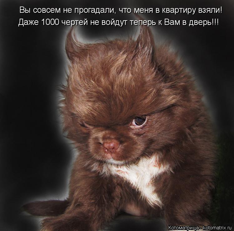 Вы совсем не прогадали, что меня в квартиру взяли! Даже 1000 чертей не войдут теперь к Вам в дверь!!!... Котоматрица: Вы совсем не прогадали, что меня в квартиру взяли! Даже 1000 чертей не войдут теперь к Вам в дверь!!!