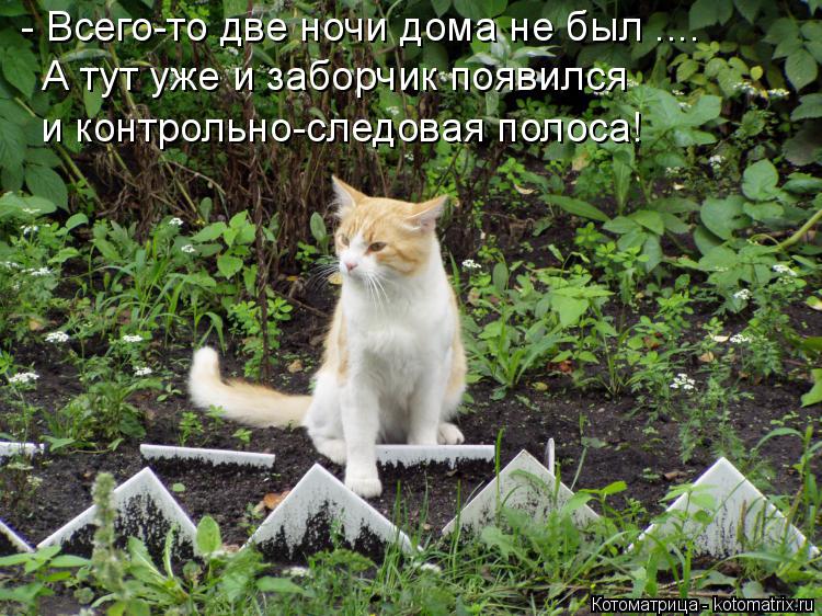 Котоматрица: - Всего-то две ночи дома не был .... А тут уже и заборчик появился и контрольно-следовая полоса!