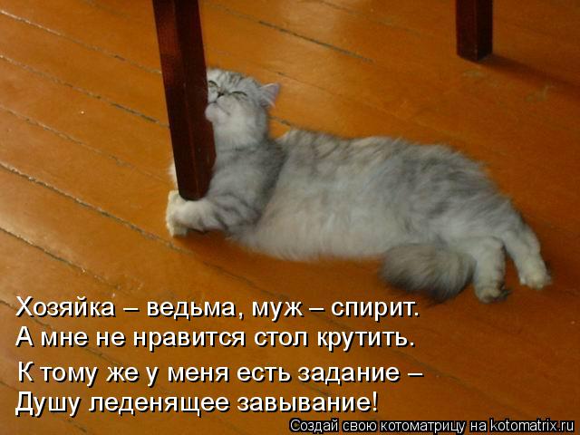 Хозяйка – ведьма, муж – спирит. А мне не нравится стол крутить. К тому же у меня есть задание – Душу... Котоматрица: Хозяйка – ведьма, муж – спирит. А мне не нравится стол крутить. К тому же у меня есть задание – Душу леденящее завывание!