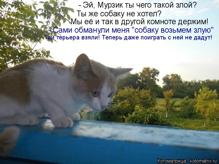 - Эй, Мурзик ты чего такой злой? Ты же собаку не хотел? Мы её и так в другой комноте держим! - Сами ... Котоматрица: - Эй, Мурзик ты чего такой злой? Ты же собаку не хотел? Мы её и так в другой комноте держим! - Сами обманули меня "собаку возьмем злую" Той терье