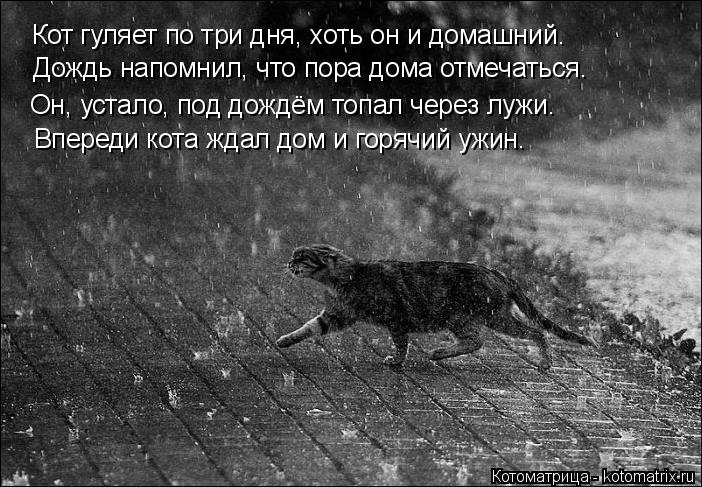 Кот гуляет по три дня, хоть он и домашний. Дождь напомнил, что пора дома отмечаться. Он, устало, под ... Котоматрица: Кот гуляет по три дня, хоть он и домашний. Дождь напомнил, что пора дома отмечаться. Он, устало, под дождём топал через лужи. Впереди кота ждал