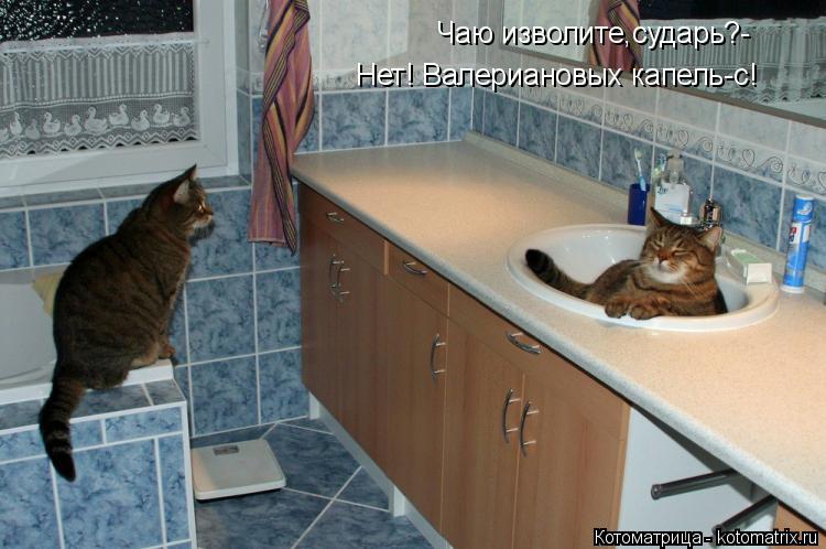 Котоматрица: Чаю изволите,сударь?- Нет! Валериановых капель-с!