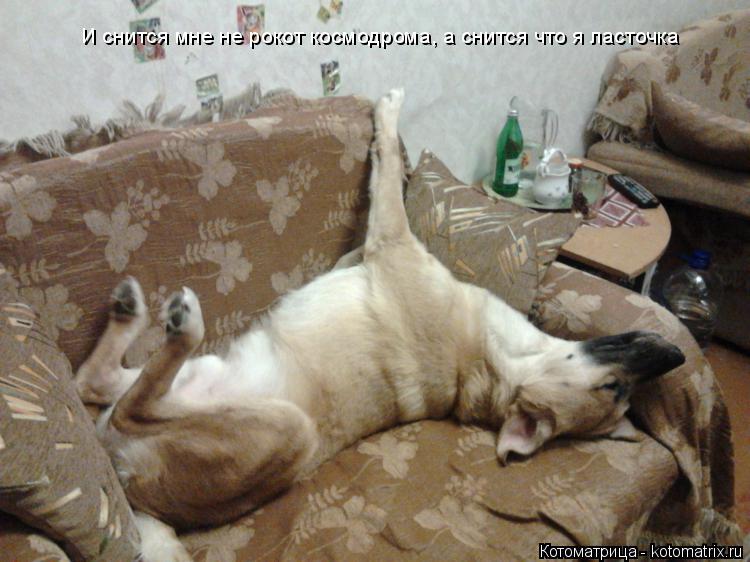 И снится мне не рокот космодрома, а снится что я ласточка... Котоматрица: И снится мне не рокот космодрома, а снится что я ласточка