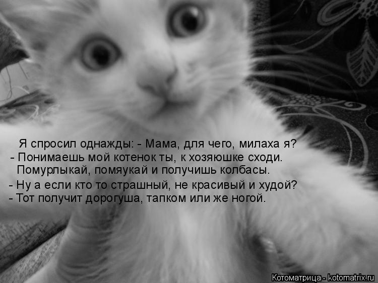 Я спросил однажды: - Мама, для чего, милаха я? - Понимаешь мой котенок ты, к хозяюшке сходи. Помурлык... Котоматрица: Я спросил однажды: - Мама, для чего, милаха я? - Понимаешь мой котенок ты, к хозяюшке сходи. Помурлыкай, помяукай и получишь колбасы. - Ну а если
