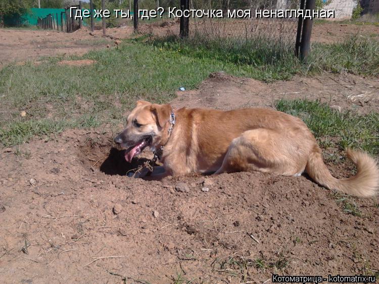 Где же ты, где? Косточка моя ненаглядная... Котоматрица: Где же ты, где? Косточка моя ненаглядная