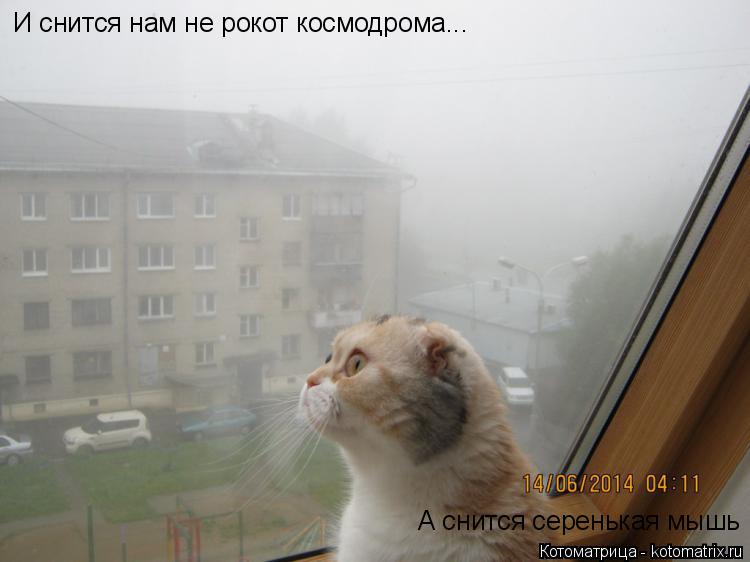 И снится нам не рокот космодрома... А снится серенькая мышь... Котоматрица: И снится нам не рокот космодрома... А снится серенькая мышь