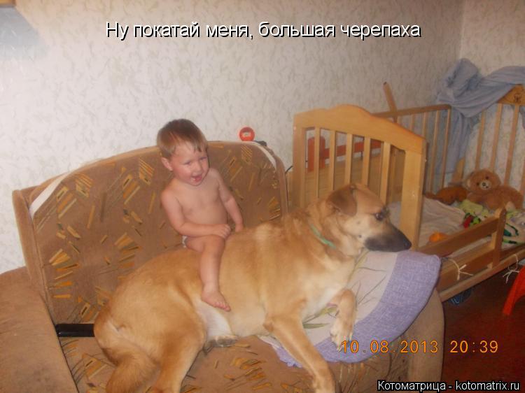 Ну покатай меня, большая черепаха... Котоматрица: Ну покатай меня, большая черепаха