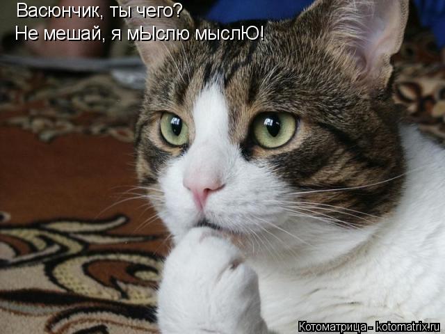 Котоматрица: Васюнчик, ты чего? Не мешай, я мЫслю мыслЮ!