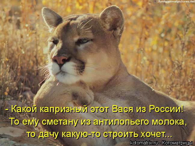 - Какой капризный этот Вася из России! То ему сметану из антилопьего молока, то дачу какую-то строить... Котоматрица: - Какой капризный этот Вася из России! То ему сметану из антилопьего молока, то дачу какую-то строить хочет...