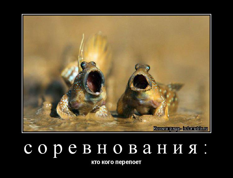 соревнования: кто кого перепоет... Котоматрица: соревнования: кто кого перепоет