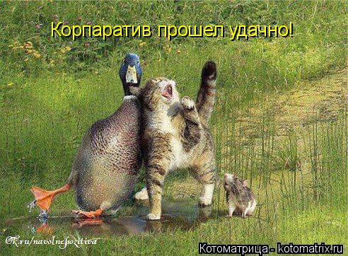 Корпаратив прошел удачно!... Котоматрица: Корпаратив прошел удачно!