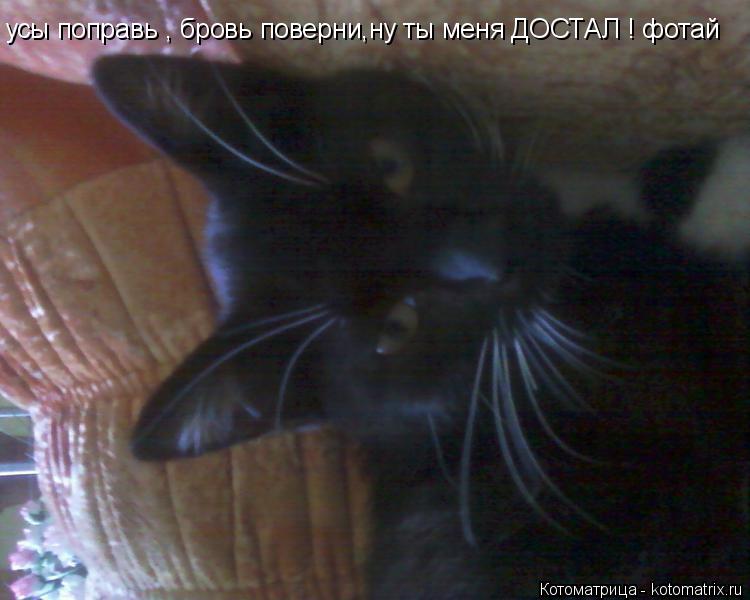 усы поправь , бровь поверни,ну ты меня ДОСТАЛ ! фотай... Котоматрица: усы поправь , бровь поверни,ну ты меня ДОСТАЛ ! фотай