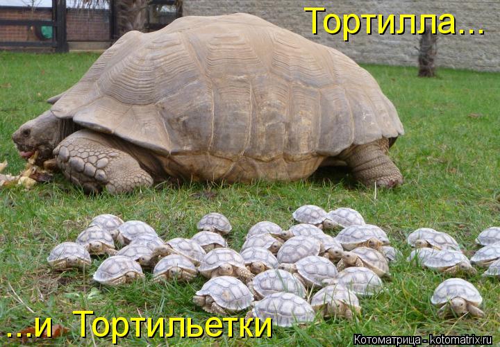 Тортилла... ...и Тортильетки... Котоматрица: Тортилла... ...и Тортильетки
