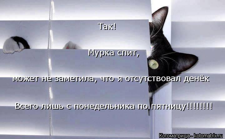 Так! Мурка спит, может не заметила, что я отсутствовал денёк Всего лишь с понедельника по пятницу!!!!... Котоматрица: Так! Мурка спит, может не заметила, что я отсутствовал денёк Всего лишь с понедельника по пятницу!!!!!!!!