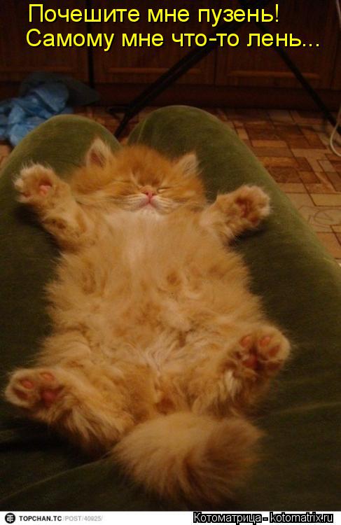 Почешите мне пузень! Самому мне что-то лень...... Котоматрица: Почешите мне пузень! Самому мне что-то лень...