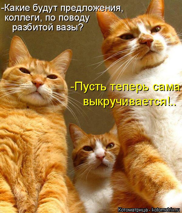 Котоматрица: разбитой вазы? коллеги, по поводу -Какие будут предложения,  -Пусть теперь сама  выкручивается!..