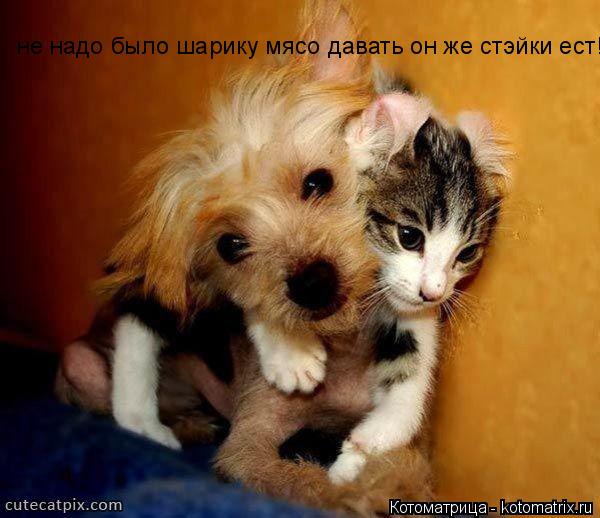 не надо было шарику мясо давать он же стэйки ест!... Котоматрица: не надо было шарику мясо давать он же стэйки ест!