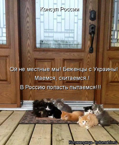Ой не местные мы! Беженцы с Украины! Маемся, скитаемся.! В Россию попасть пытаемся!!! Консул России... Котоматрица: Ой не местные мы! Беженцы с Украины! Маемся, скитаемся.! В Россию попасть пытаемся!!! Консул России