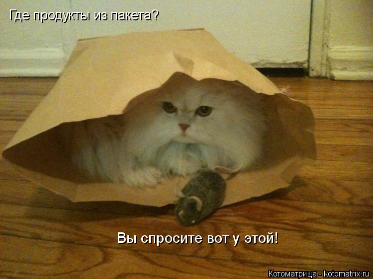 Где продукты из пакета? Вы спросите вот у этой!... Котоматрица: Где продукты из пакета? Вы спросите вот у этой!