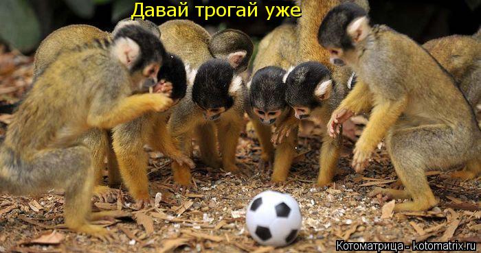 Давай трогай уже... Котоматрица: Давай трогай уже