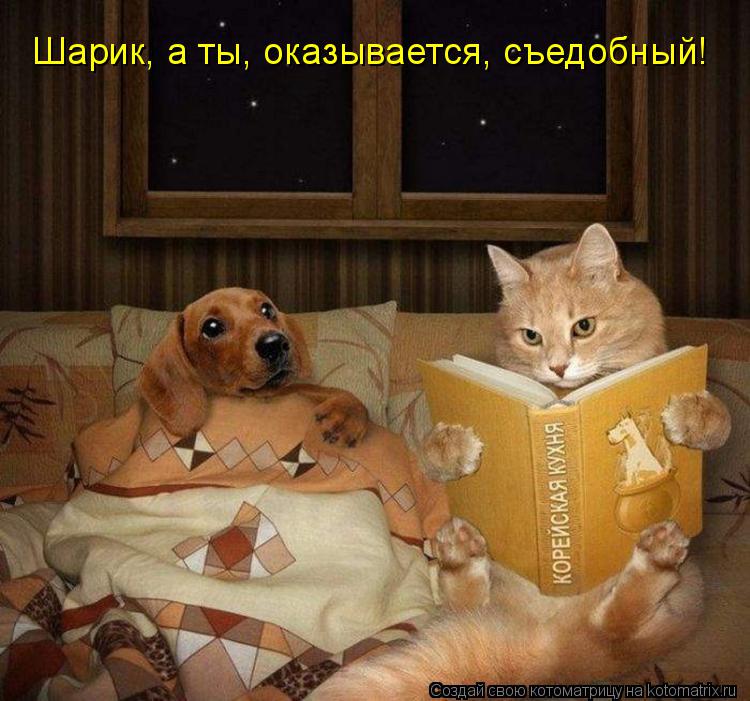 Шарик, а ты, оказывается, съедобный!... Котоматрица: Шарик, а ты, оказывается, съедобный!