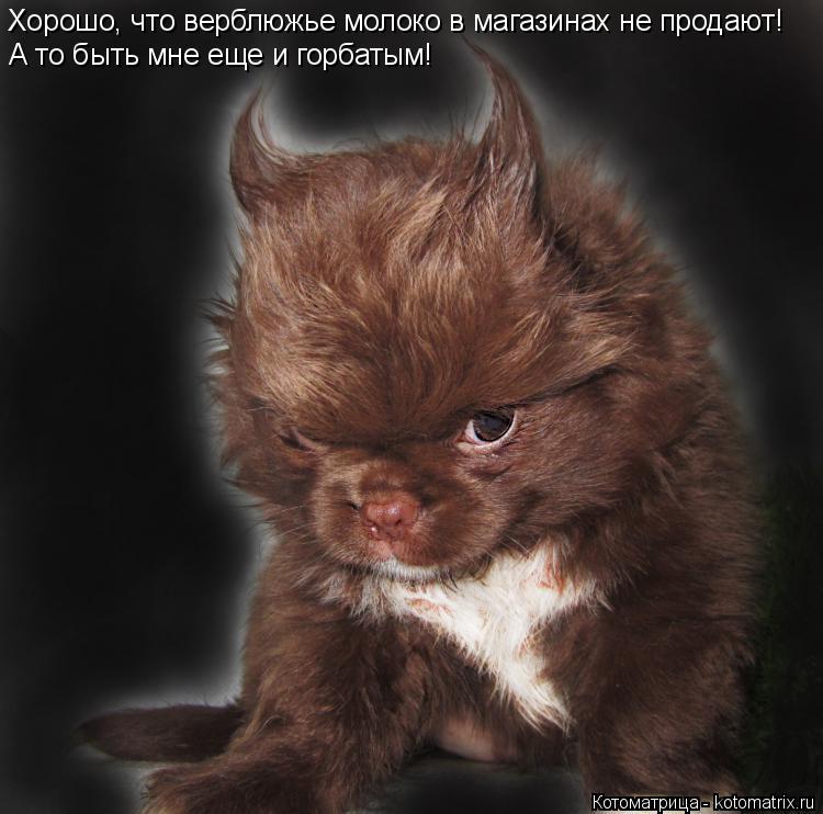 Хорошо, что верблюжье молоко в магазинах не продают! А то быть мне еще и горбатым!... Котоматрица: Хорошо, что верблюжье молоко в магазинах не продают! А то быть мне еще и горбатым!
