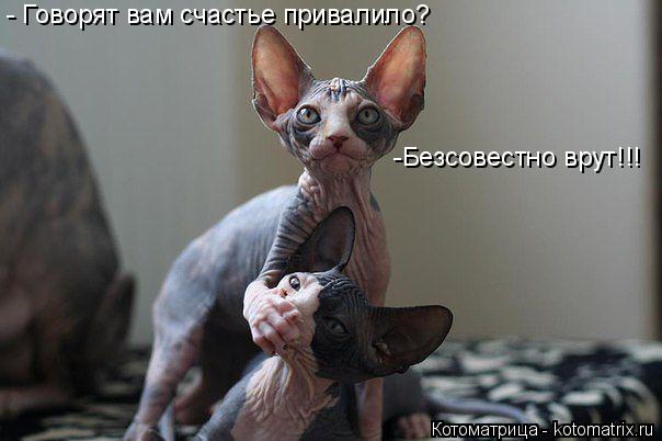 - Говорят вам счастье привалило? - Говорят вам счастье привалило? -Безсовестно врут!!!... Котоматрица: - Говорят вам счастье привалило? - Говорят вам счастье привалило? -Безсовестно врут!!!