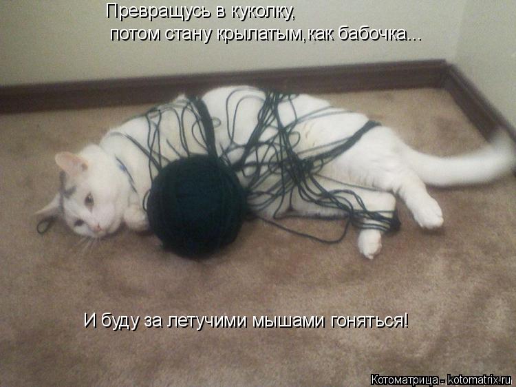 Котоматрица: Превращусь в куколку, потом стану крылатым,как бабочка... И буду за летучими мышами гоняться!