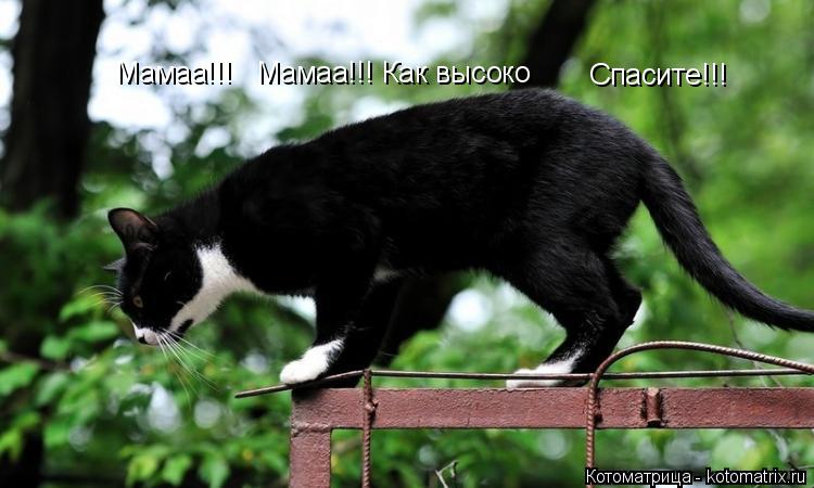 Мамаа!!! Мамаа!!! Как высоко Спасите!!!... Котоматрица: Мамаа!!! Мамаа!!! Как высоко Спасите!!!